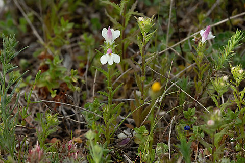 Mediterranean Lineseed (Bellardia trixago) Vasiliki, Crete. Mar 29, 2023 Bellardia  trixago,Bellardia trixago,Geotagged,Greece,Spring