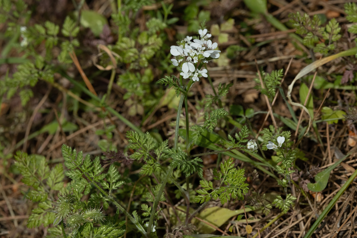 Flat-fruited Orlaya (Orlaya daucoides) Prina, Crete. Mar 29, 2023 Flat-fruited Orlaya,Geotagged,Greece,Orlaya daucoides,Spring