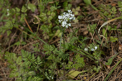 Flat-fruited Orlaya (Orlaya daucoides) Prina, Crete. Mar 29, 2023 Flat-fruited Orlaya,Geotagged,Greece,Orlaya daucoides,Spring