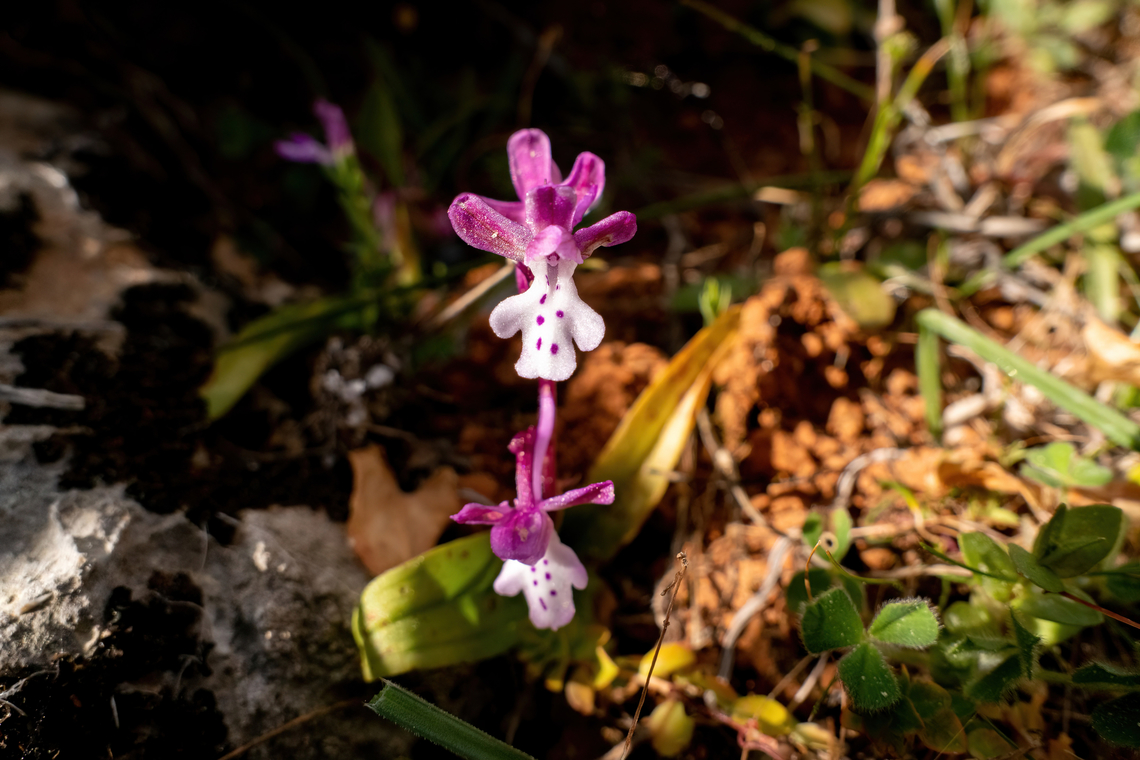 Orchis &times; sezikiana (Orchidaceae) Kroustas, Crete. Mar 29, 2023 Geotagged,Greece,Orchis &times; sezikiana,Spring