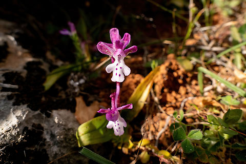 Orchis &times; sezikiana (Orchidaceae) Kroustas, Crete. Mar 29, 2023 Geotagged,Greece,Orchis &times; sezikiana,Spring