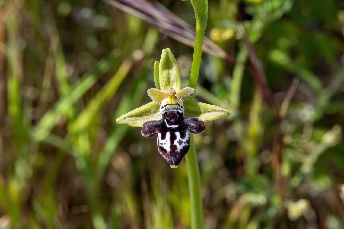 Ophrys cretica (Orchidaceae) Vathianos Kampos, Crete. Mar 29, 2023 Cretan Ophrys,Geotagged,Greece,Ophrys cretica,Spring