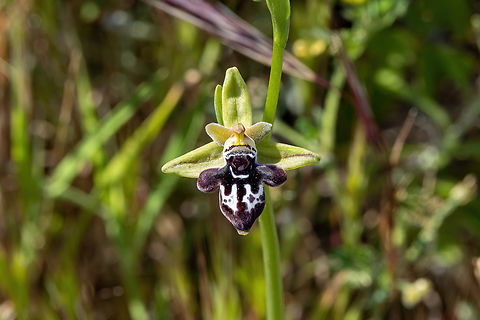 Ophrys cretica