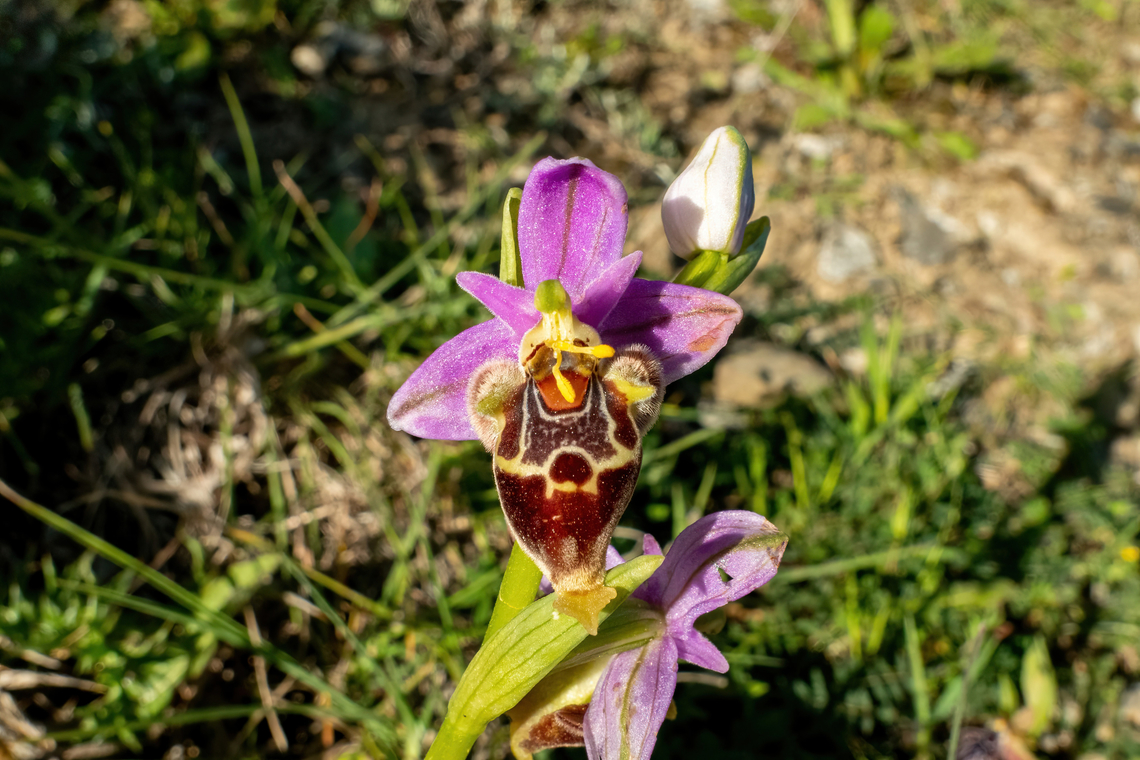 Freshly pollinated... Ophrys heldreichii (Orchidaceae) Patsides, Crete. Mar 29, 2023 Geotagged,Greece,Marengo Ophrys,Ophrys heldreichii,Spring