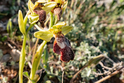 Ophrys creticola (Orchidaceae) Archanes, Crete. Mar 29, 2023 Geotagged,Greece,Ophrys creticola,Spring