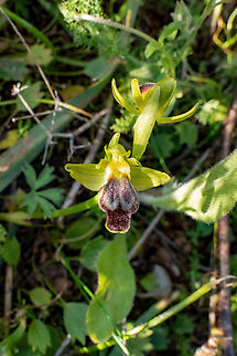 Ophrys cinereophila (Orchidaceae) Archanes, Crete. Mar 29, 2023 Geotagged,Greece,Ophrys cinereophila,Spring