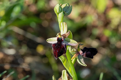 Ophrys doerfleri