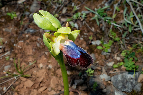 Ophrys iricolor (Orchidaceae) Archanes, Crete. Mar 29, 2023 Geotagged,Greece,Ophrys iricolor,Spring