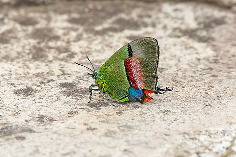 Felix's Hairstreak (Evenus felix) Amazilia Bioreserva, Amazonas, Peru. May 24, 2023 Evenus felix,Fall,Felix's Hairstreak,Geotagged,Peru