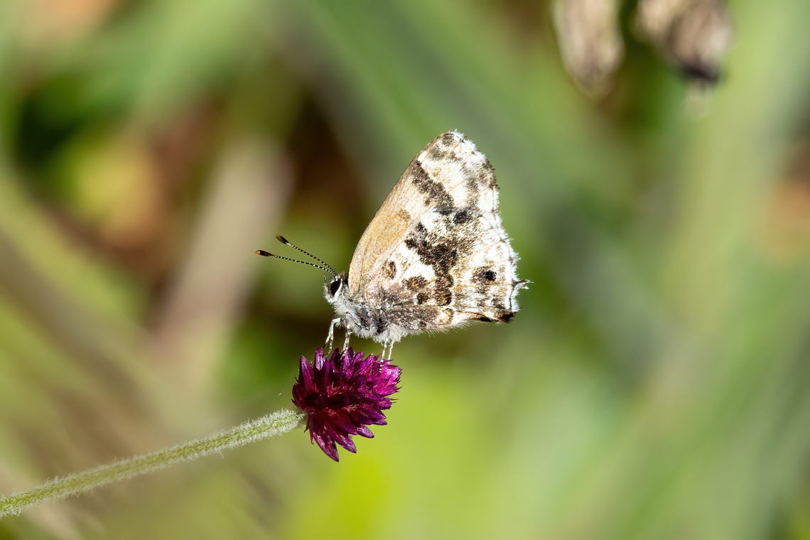 Davara Scrub-Hairstreak (Strymon davara) Amazilia Bioreserva, Amazonas, Peru. Jun 10, 2023 Davara Scrub-Hairstreak,Fall,Geotagged,Peru,Strymon davara