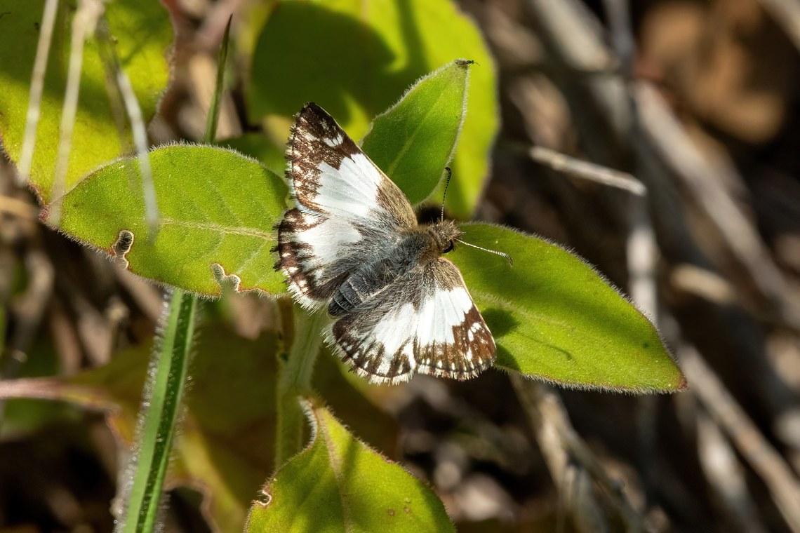 Stained White-Skipper (Heliopetes omrina) Amazilia Bioreserva, Amazonas, Peru. Jun 10, 2023 Fall,Geotagged,Heliopetes omrina,Peru,Stained White-Skipper