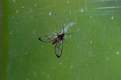 cf. Pheia mathona (Arctiinae) Amazilia Bioreserva, Amazonas, Peru. Jun 12, 2023 Fall,Geotagged,Peru,Pheia mathona