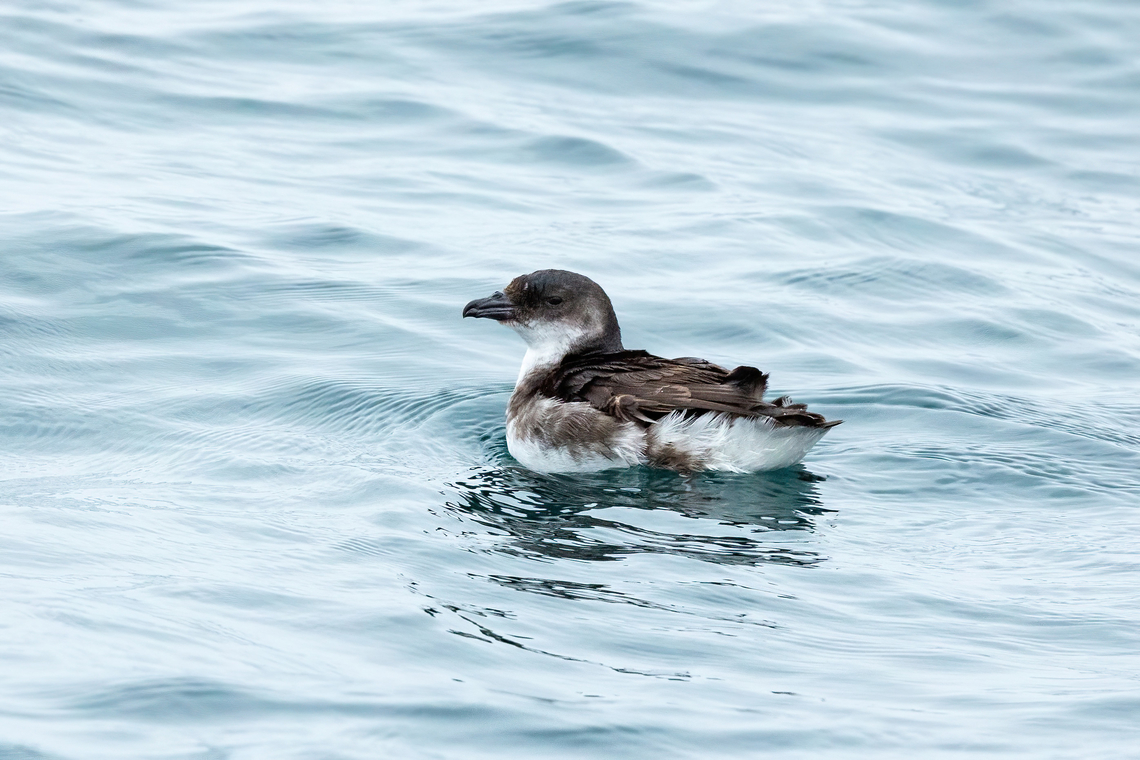 Peruvian Diving-Petrel (Pelecanoides garnotii) Isla Pucusana, Lima, Peru. Jun 23, 2023 Geotagged,Pelecanoides garnotii,Peru,Peruvian diving petrel,Winter