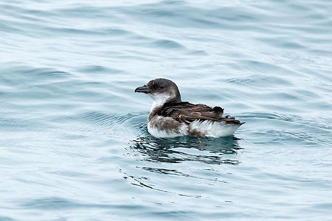 Peruvian Diving-Petrel (Pelecanoides garnotii) Isla Pucusana, Lima, Peru. Jun 23, 2023 Geotagged,Pelecanoides garnotii,Peru,Peruvian diving petrel,Winter
