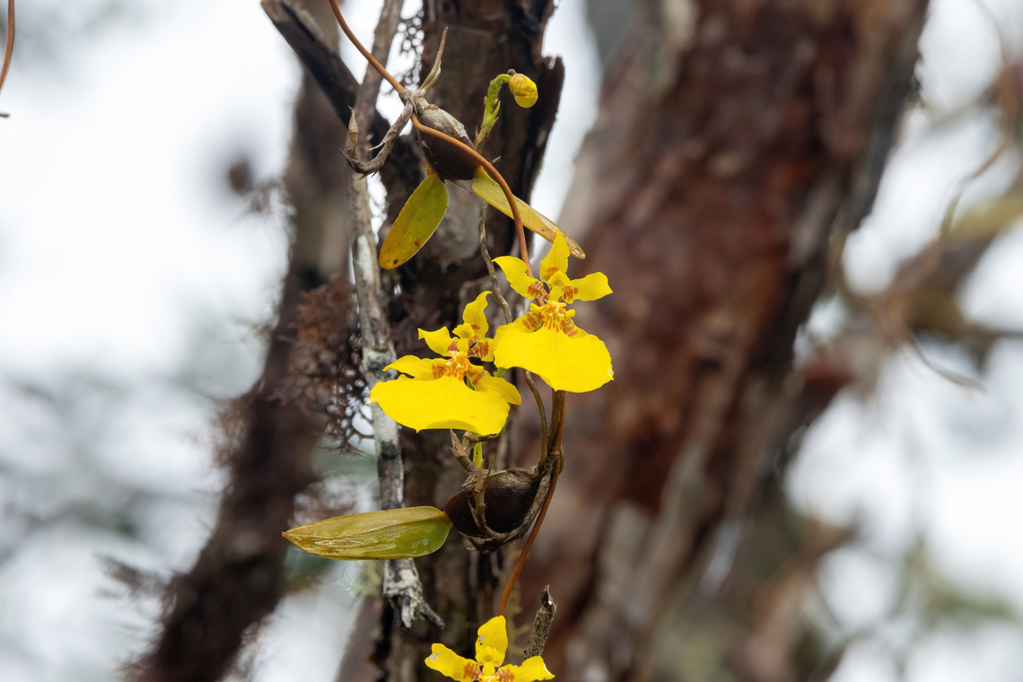 Otoglossum (ex. Oncidium)  scansor (Orchidaceae) Cocachimba, Amazonas, Peru. May 28, 2023 Fall,Geotagged,Otoglossum scansor,Peru
