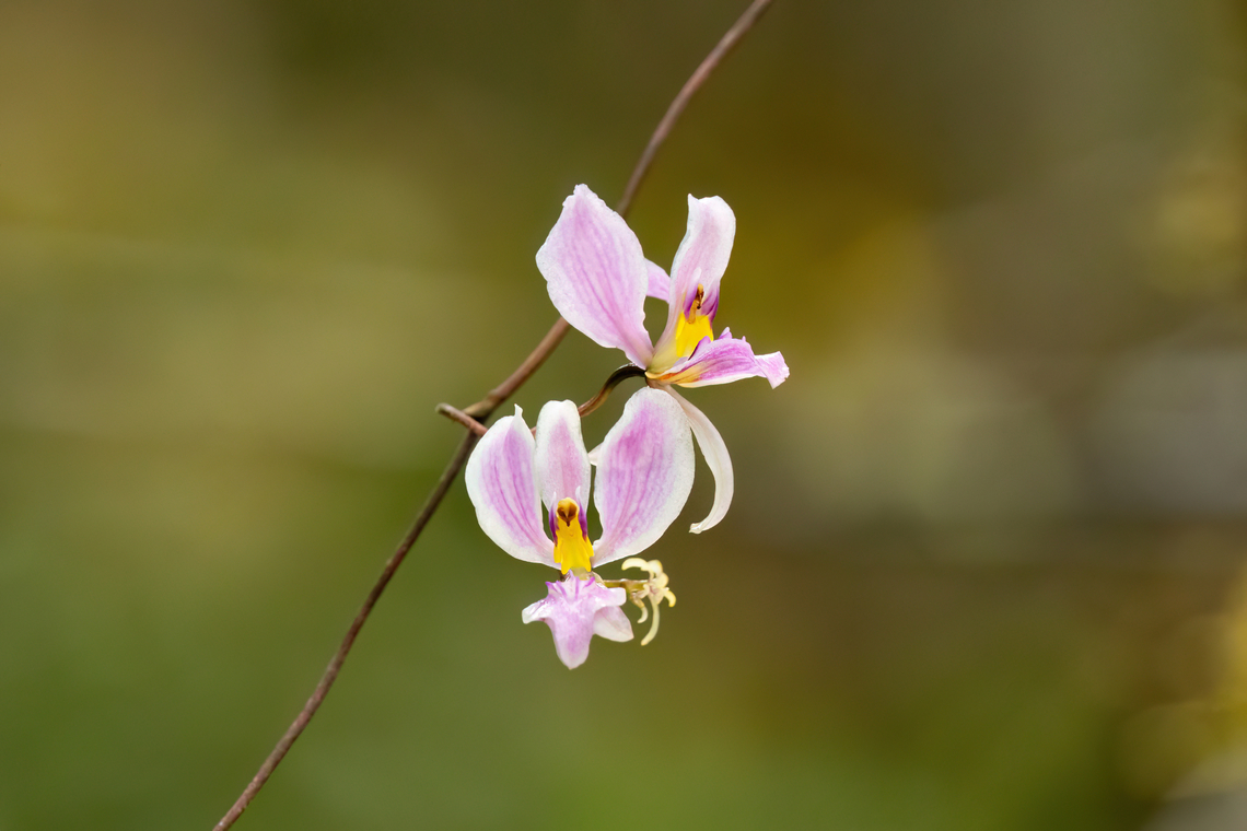 Oncidium acinaceum (Orchidaceae) Cocachimba, Amazonas, Peru. May 28, 2023 Fall,Geotagged,Oncidium acinaceum,Peru