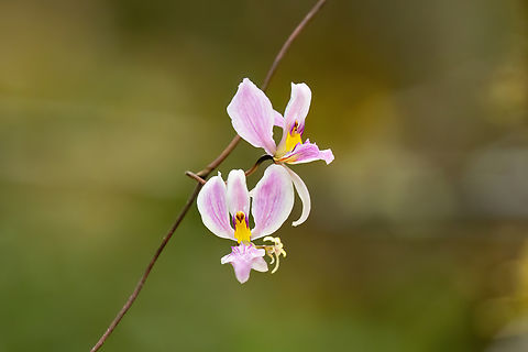 Oncidium acinaceum (Orchidaceae) Cocachimba, Amazonas, Peru. May 28, 2023 Fall,Geotagged,Oncidium acinaceum,Peru
