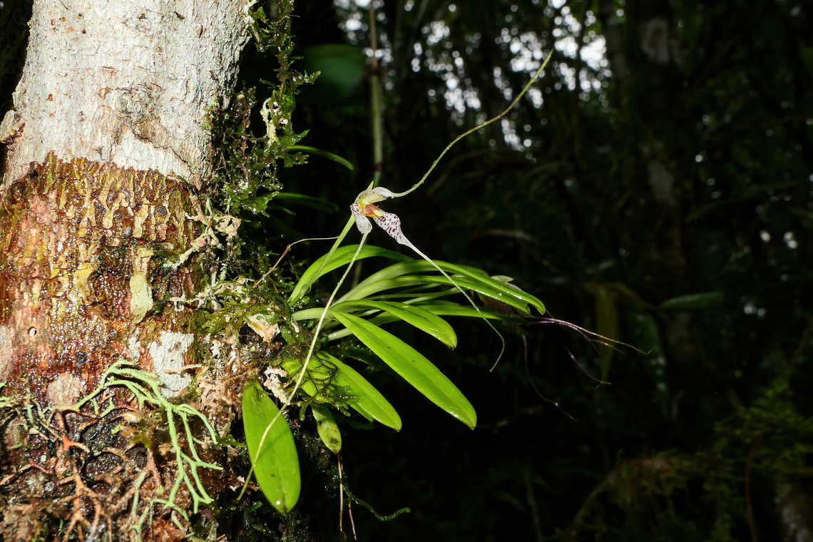 Masdevallia picturata (Orchidaceae) Cocachimba, Amazonas, Peru. May 28, 2023 Fall,Geotagged,Masdevallia picturata,Peru,Striking Masdevallia