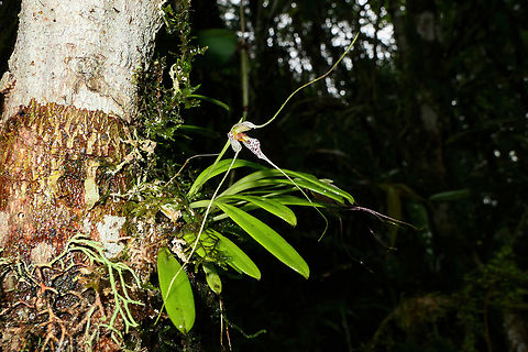 Masdevallia picturata (Orchidaceae) Cocachimba, Amazonas, Peru. May 28, 2023 Fall,Geotagged,Masdevallia picturata,Peru,Striking Masdevallia