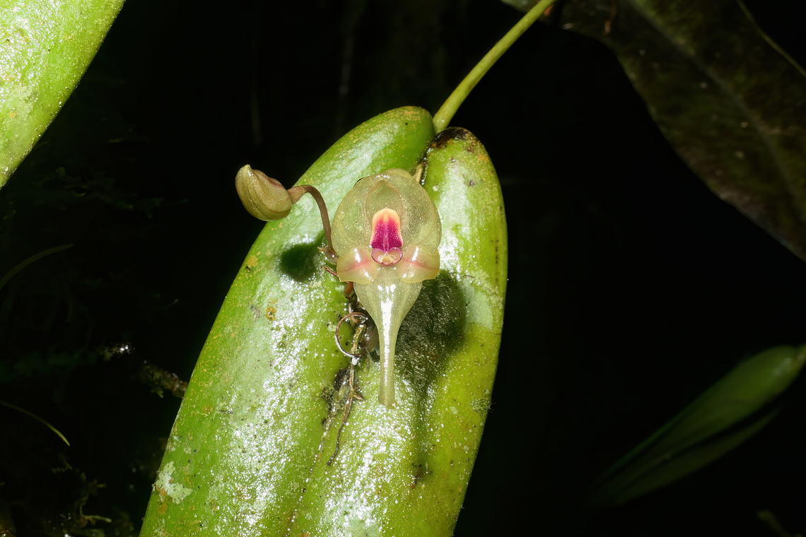 Pleurothallis scurrula (Orchidaceae) Gocta Waterfall, Amazonas, Peru. May 28, 2023 Fall,Geotagged,Peru,Pleurothallis scurrula