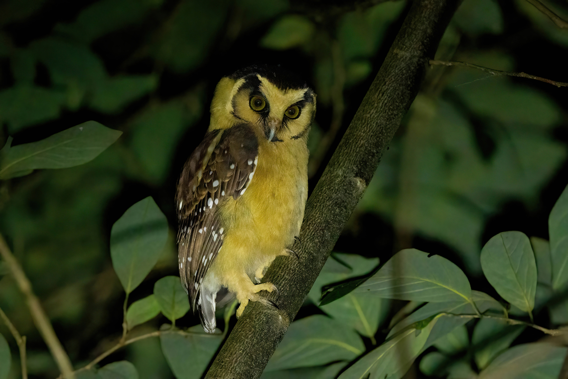 Buff-fronted Owl (Aegolius harrisii) Amazilia Bioreserva, Amazonas, Peru. May 8, 2022 Aegolius harrisii,Buff-fronted owl,Fall,Geotagged,Peru
