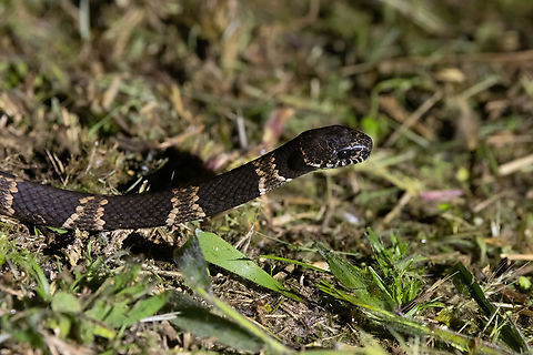 Palmer's snail-eater