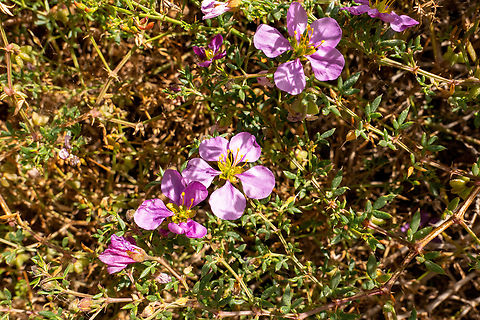 Virgin's Mantle (Fagonia cretica) Iraklio, Crete. Mar 29, 2023 Fagonia cretica,Geotagged,Greece,Spring