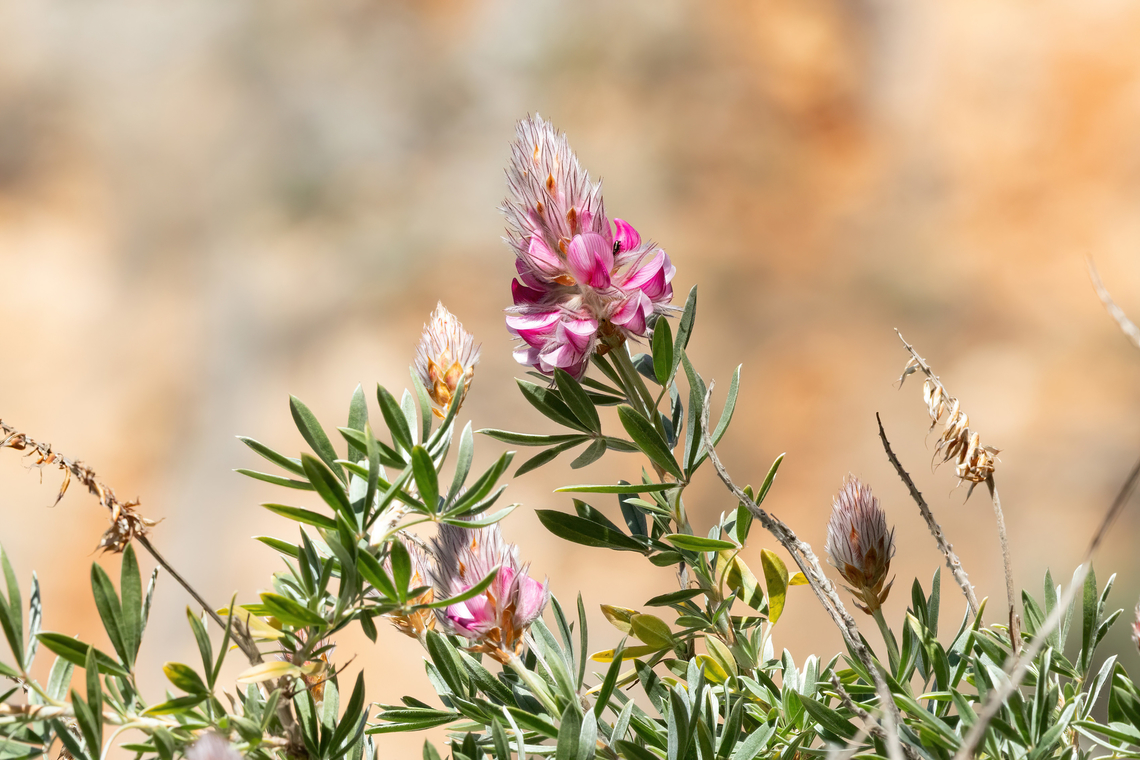 Cretan Ebony (Ebenus cretica) Kritsa Gorge, Crete. Mar 30, 2023 Ebenus cretica,Geotagged,Greece,Spring