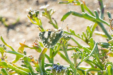 Eastern Bath White (Pontia edusa) Malia, Crete. Mar 30, 2023 Eastern Bath white,Geotagged,Greece,Pontia edusa,Spring