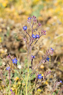Italian Bugloss (Anchusa azurea) Malia, Crete. Mar 30, 2023 Anchusa azurea,Garden anchusa,Geotagged,Greece,Spring