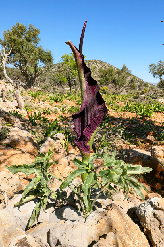 Dragon Arum (Dracunculus vulgaris) Kritsa, Crete. Mar 30, 2023 Dracunculus vulgaris,Dragon Arum,Geotagged,Greece,Spring
