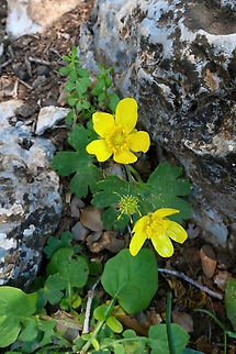 Cretan Buttercup (Ranunculus creticus) Ancient Lato, Crete. Mar 30, 2023 Cretan Buttercup,Geotagged,Greece,Ranunculus creticus,Spring
