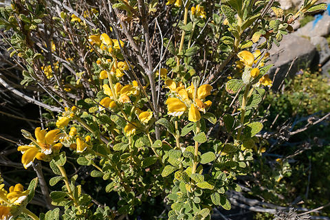 Phlomis lanata (Lamiaceae) Milatos Cave, Crete. Mar 30, 2023 Geotagged,Greece,Phlomis lanata,Spring
