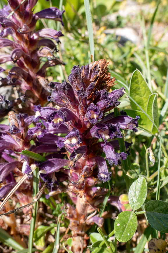 Lavender Broomrape (Phelipanche lavandulacea) Milatos Cave, Crete. Mar 30, 2023 Geotagged,Greece,Lavender Broomrape,Phelipanche lavandulacea,Spring