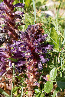 Lavender Broomrape (Phelipanche lavandulacea) Milatos Cave, Crete. Mar 30, 2023 Geotagged,Greece,Lavender Broomrape,Phelipanche lavandulacea,Spring