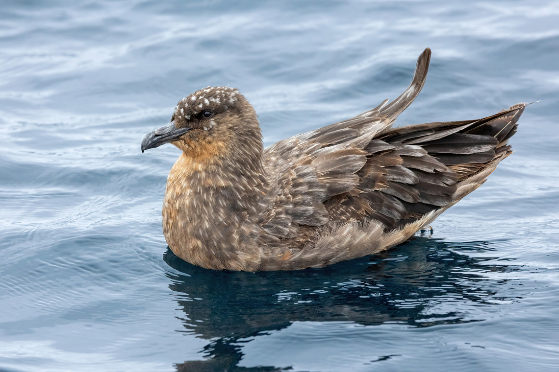 Chilean skua (Stercorarius chilensis) Punta Lomas pelagic trip, Arequipa, Peru. Jun 24, 2023 Chilean skua,Geotagged,Peru,Stercorarius chilensis,Winter
