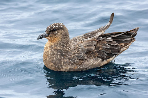 Chilean skua (Stercorarius chilensis) Punta Lomas pelagic trip, Arequipa, Peru. Jun 24, 2023 Chilean skua,Geotagged,Peru,Stercorarius chilensis,Winter