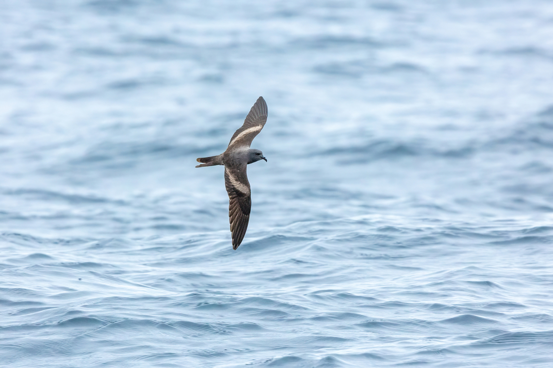 Markham's Storm-Petrel (Hydrobates markhami) Punta Lomas pelagic trip, Arequipa, Peru. Jun 24, 2023 Geotagged,Hydrobates markhami,Markham's storm petrel,Peru,Winter