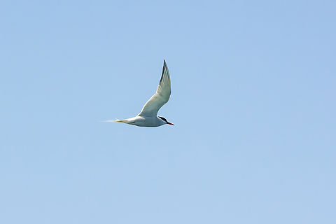 South American tern (Sterna hirundinacea) Punta Lomas pelagic trip, Arequipa, Peru. Jun 24, 2023 Geotagged,Peru,South American tern,Sterna hirundinacea,Winter