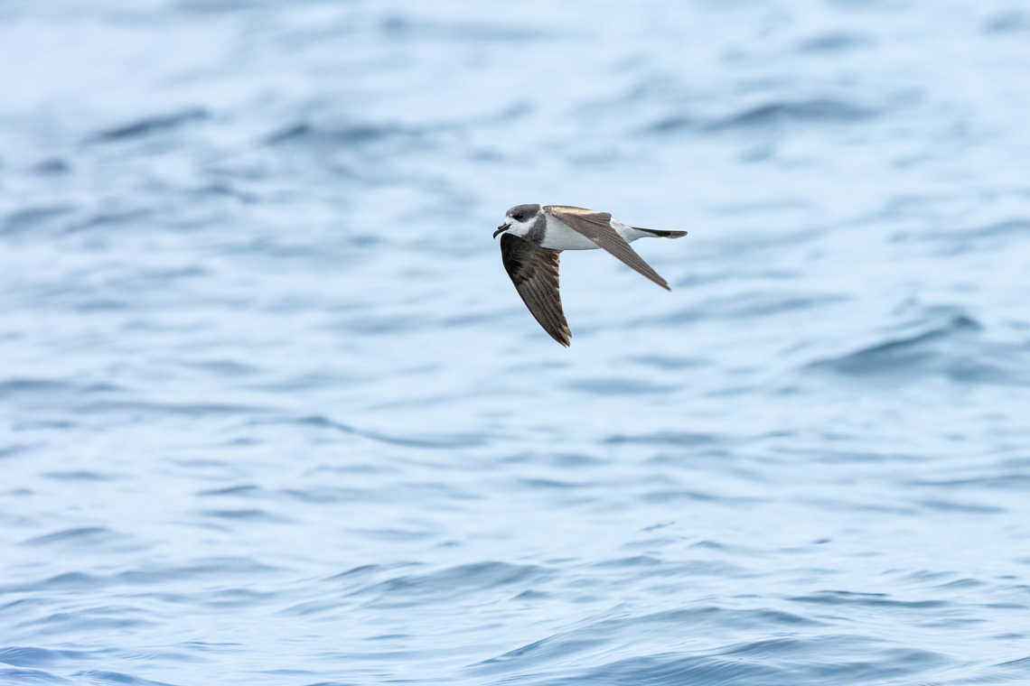 Ringed Storm-Petrel (Hydrobates hornbyi) Punta Lomas pelagic trip, Arequipa, Peru. Jun 24, 2023 Geotagged,Hydrobates hornbyi,Peru,Ringed storm petrel,Winter
