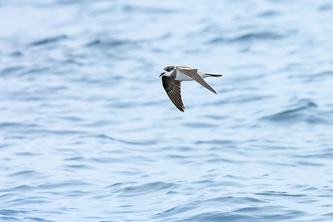 Ringed storm petrel