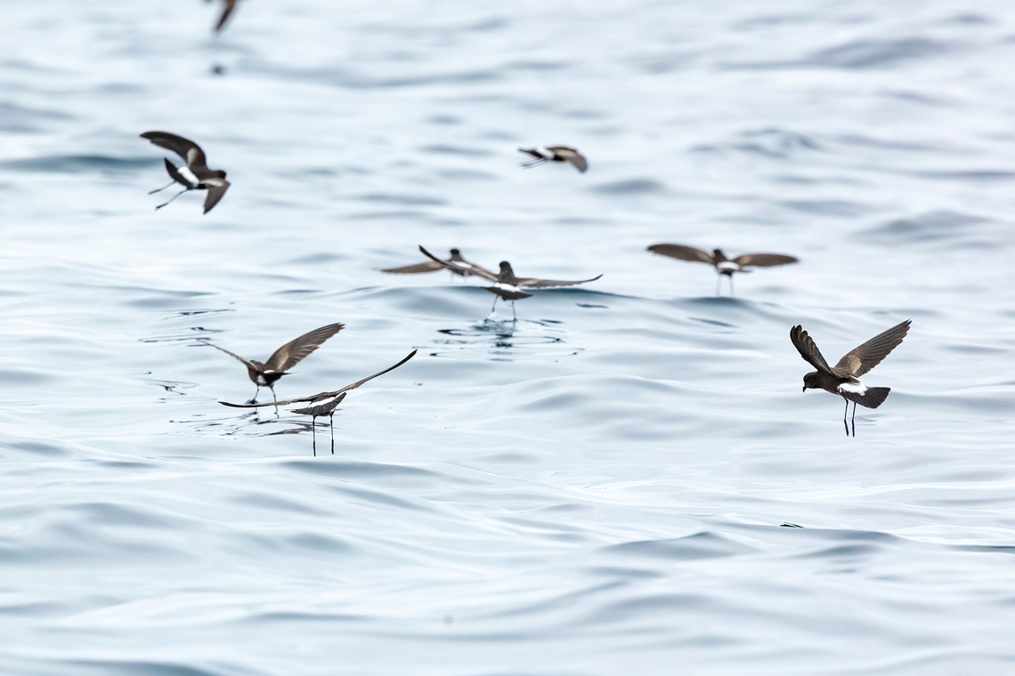 Elliot's Storm-Petrel (Oceanites gracilis) Punta Lomas pelagic, Arequipa, Peru. Jun 24, 2023 Elliot's storm petrel,Geotagged,Oceanites gracilis,Peru,Winter