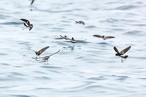 Elliot's Storm-Petrel (Oceanites gracilis) Punta Lomas pelagic, Arequipa, Peru. Jun 24, 2023 Elliot's storm petrel,Geotagged,Oceanites gracilis,Peru,Winter