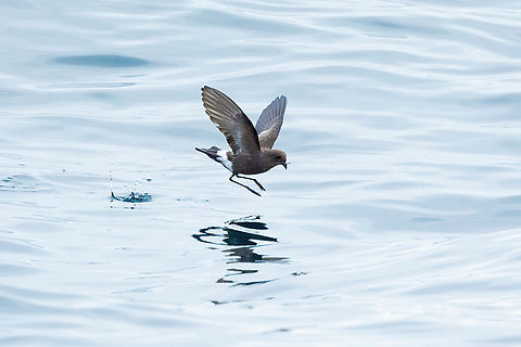 Wilson's storm petrel (Oceanites oceanicus) Punta Lomas pelagic trip, Arequipa, Peru. Jun 24, 2023 Geotagged,Oceanites oceanicus,Peru,Wilson's storm petrel,Winter