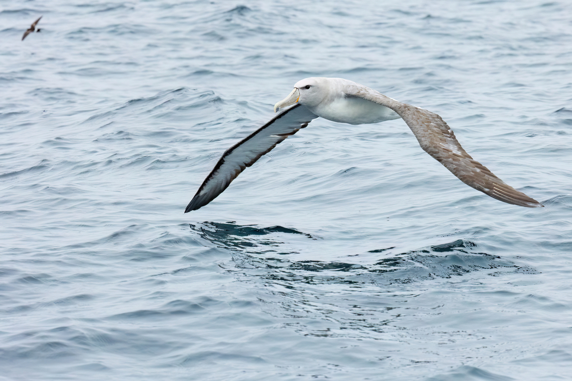 Salvin's albatross (Thalassarche salvini) Punta Lomas pelagic trip, Arequipa, Peru. Jun 24, 2023 Geotagged,Peru,Salvin's albatross,Thalassarche salvini,Winter