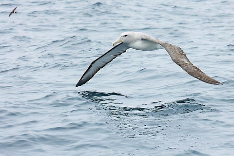 Salvin's albatross (Thalassarche salvini) Punta Lomas pelagic trip, Arequipa, Peru. Jun 24, 2023 Geotagged,Peru,Salvin's albatross,Thalassarche salvini,Winter