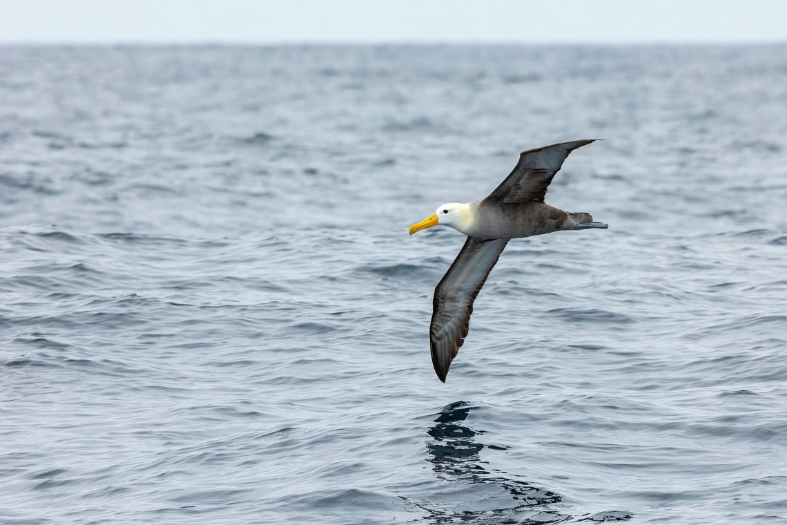Waved albatross (Phoebastria irrorata) Punta Lomas pelagic trip, Arequipa, Peru. Jun 24, 2023 Geotagged,Peru,Phoebastria irrorata,Waved albatross,Winter