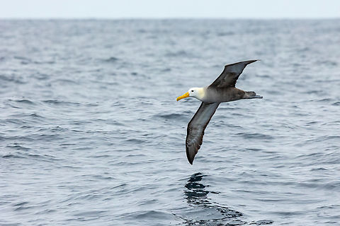 Waved albatross (Phoebastria irrorata) Punta Lomas pelagic trip, Arequipa, Peru. Jun 24, 2023 Geotagged,Peru,Phoebastria irrorata,Waved albatross,Winter