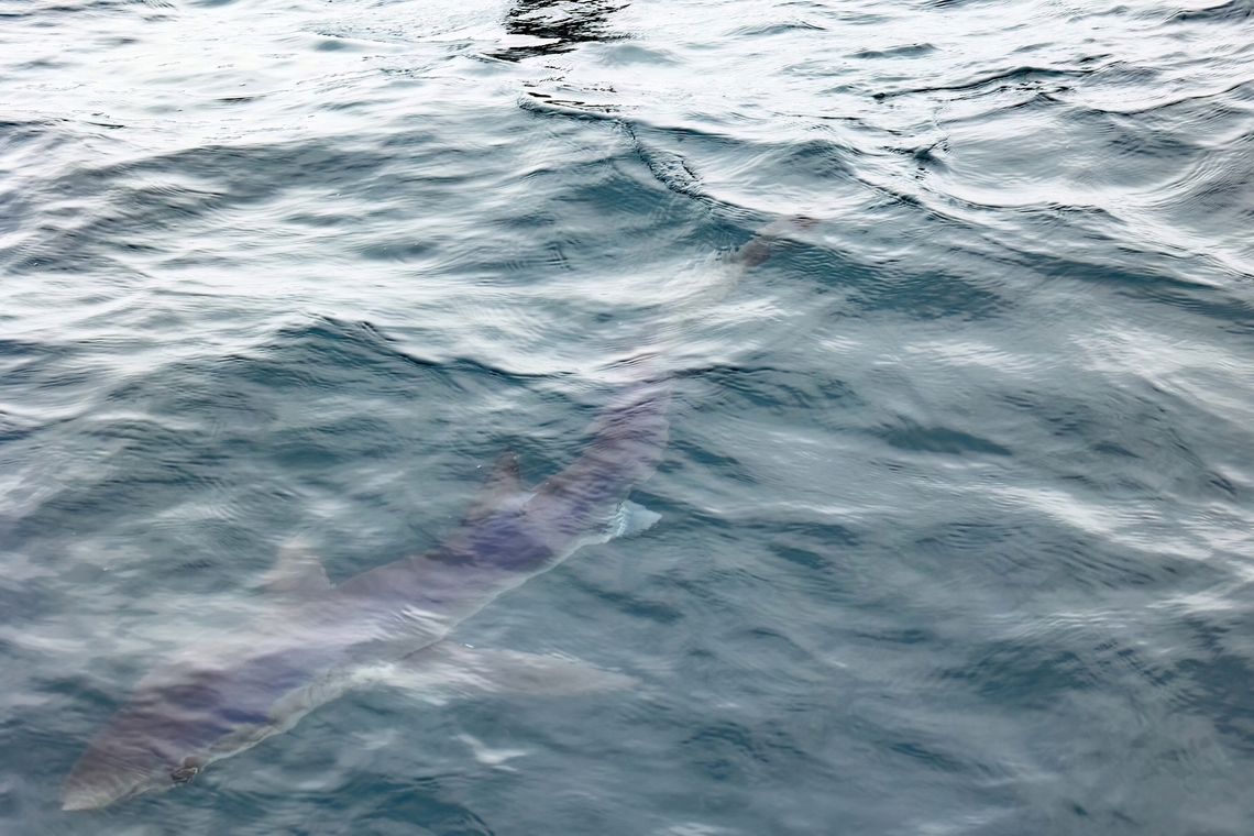 Blue shark (Prionace glauca) Punta Lomas pelagic trip, Arequipa, Peru. Jun 24, 2023 Blue shark,Geotagged,Peru,Prionace glauca,Winter