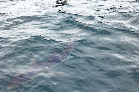 Blue shark (Prionace glauca) Punta Lomas pelagic trip, Arequipa, Peru. Jun 24, 2023 Blue shark,Geotagged,Peru,Prionace glauca,Winter